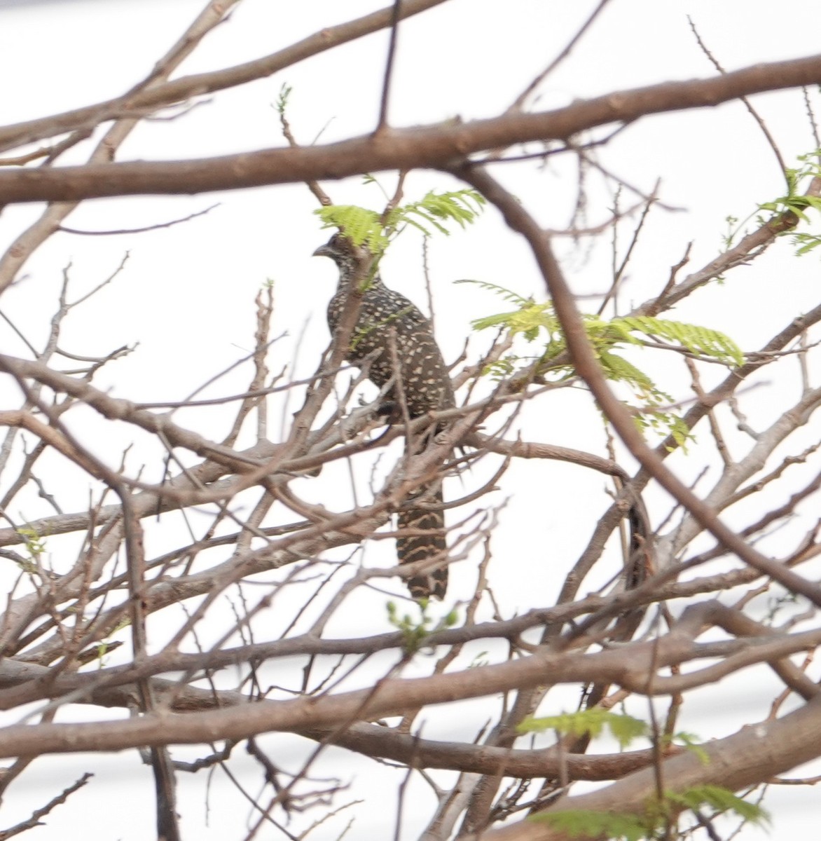 Asian Koel - ML619355321