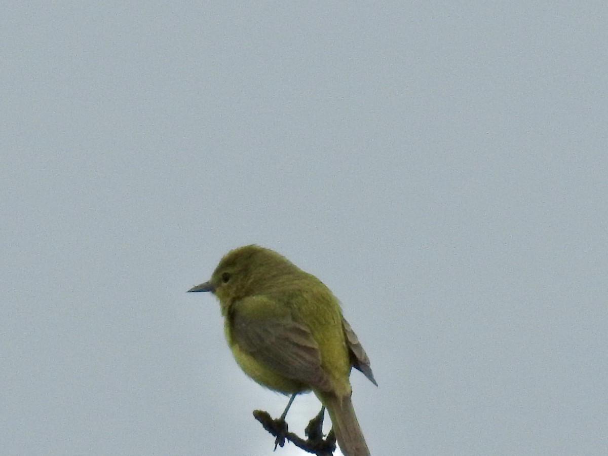 Orange-crowned Warbler - Pauline Sterin