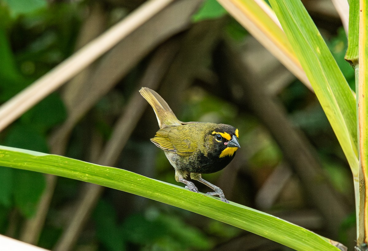 Yellow-faced Grassquit - Christian  Trejos