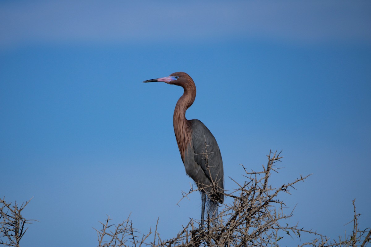 Reddish Egret - ML619355332