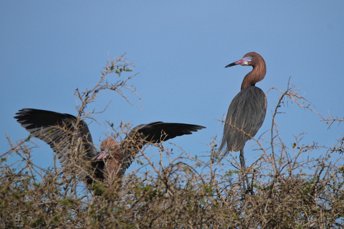 Reddish Egret - Alexandra Edwards