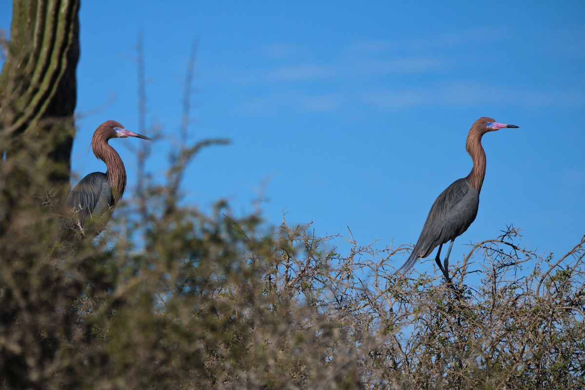 Reddish Egret - Alexandra Edwards