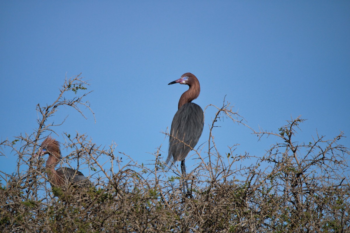 Reddish Egret - ML619355335