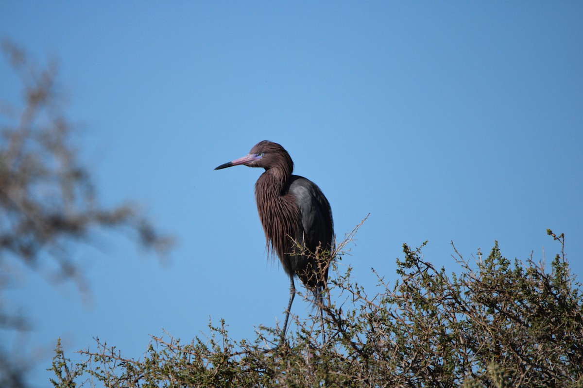 Reddish Egret - Alexandra Edwards