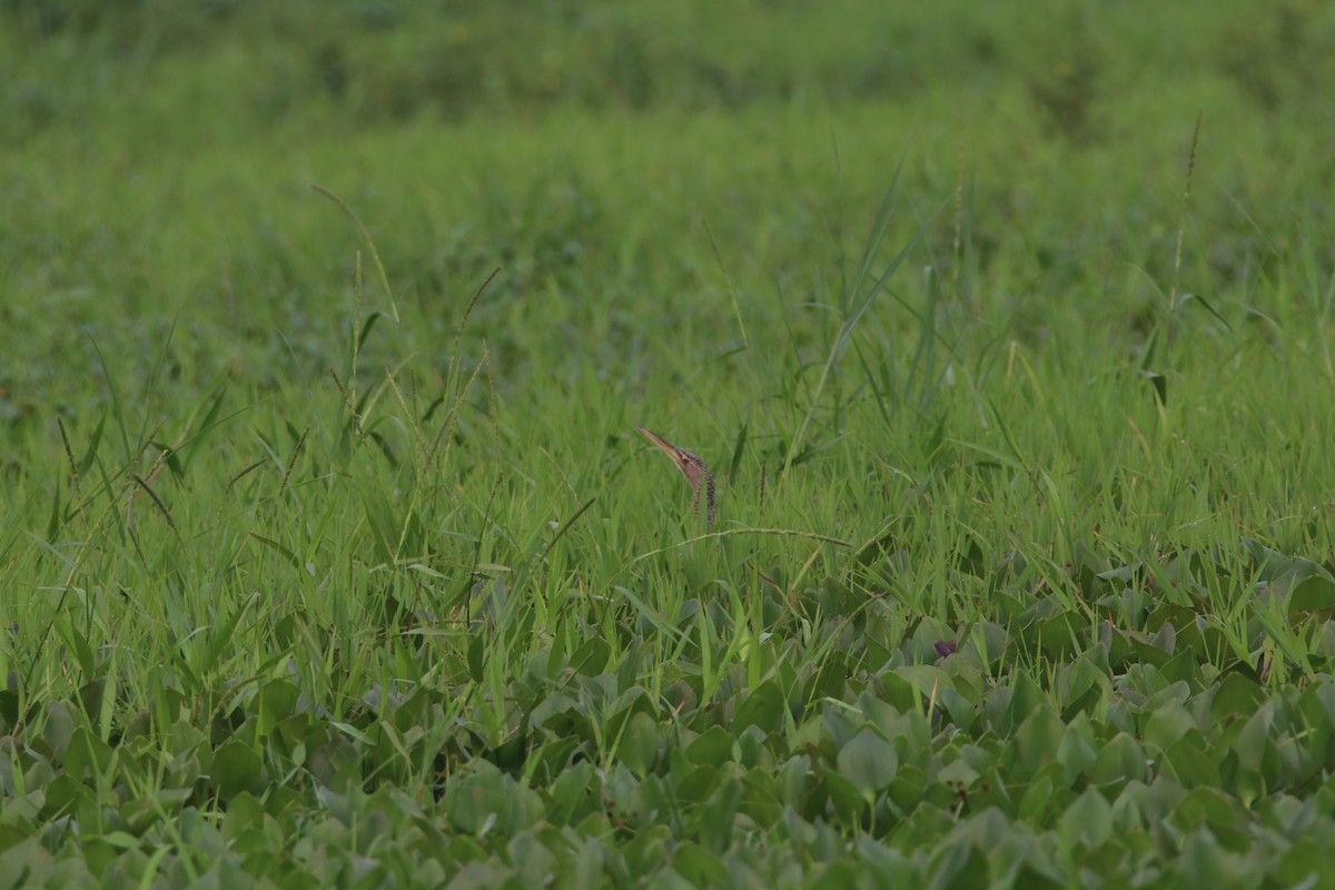 Pinnated Bittern - Melvin Bonilla