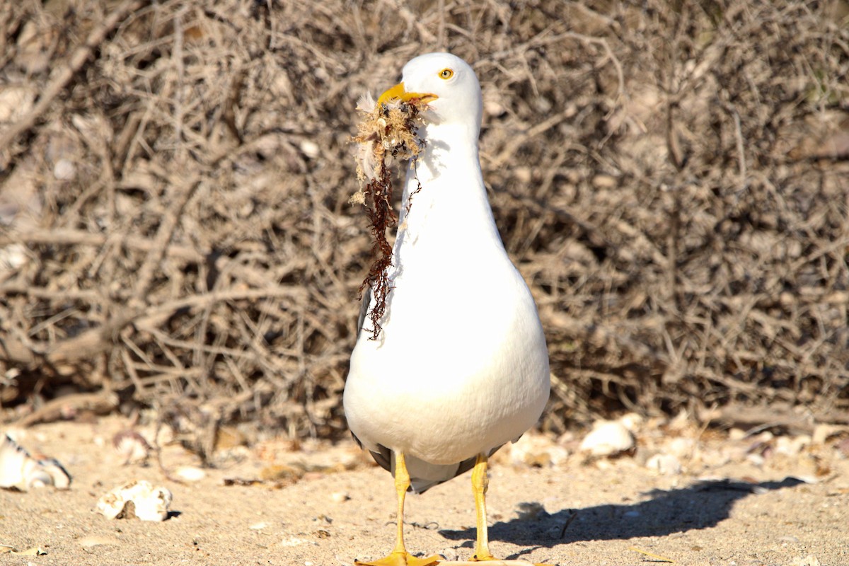 Yellow-footed Gull - Alexandra Edwards