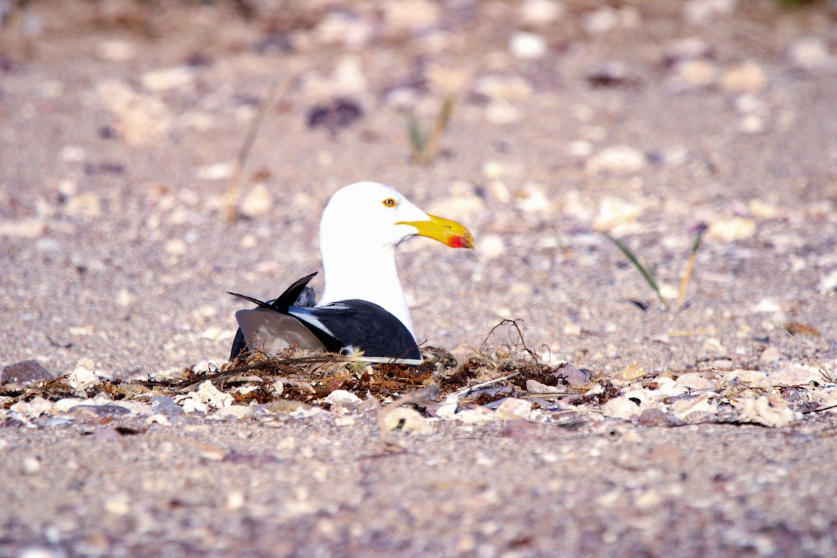 Yellow-footed Gull - Alexandra Edwards