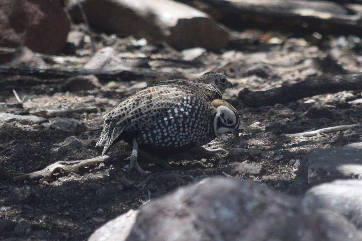 Montezuma Quail - William Harmon