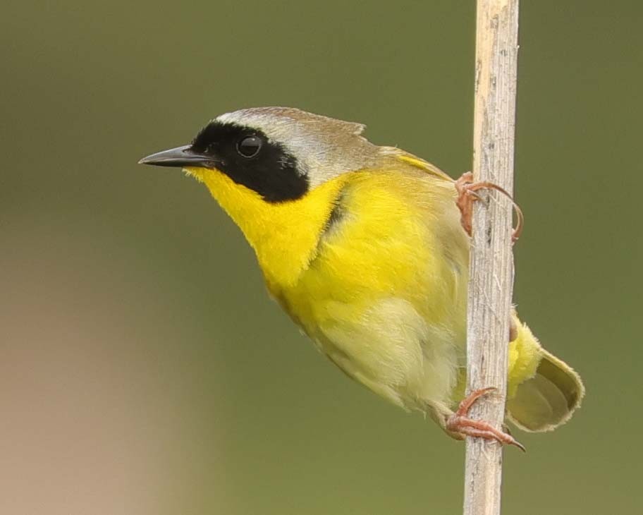 Common Yellowthroat - Jan Albers