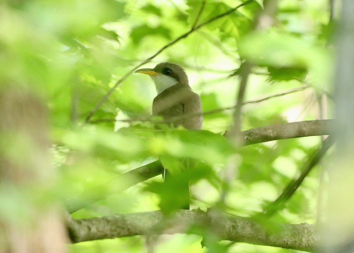 Yellow-billed Cuckoo - Stephen Taylor