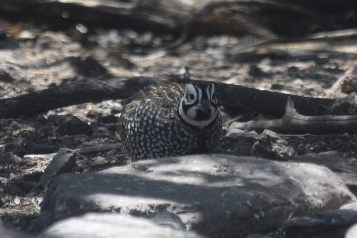 Montezuma Quail - William Harmon