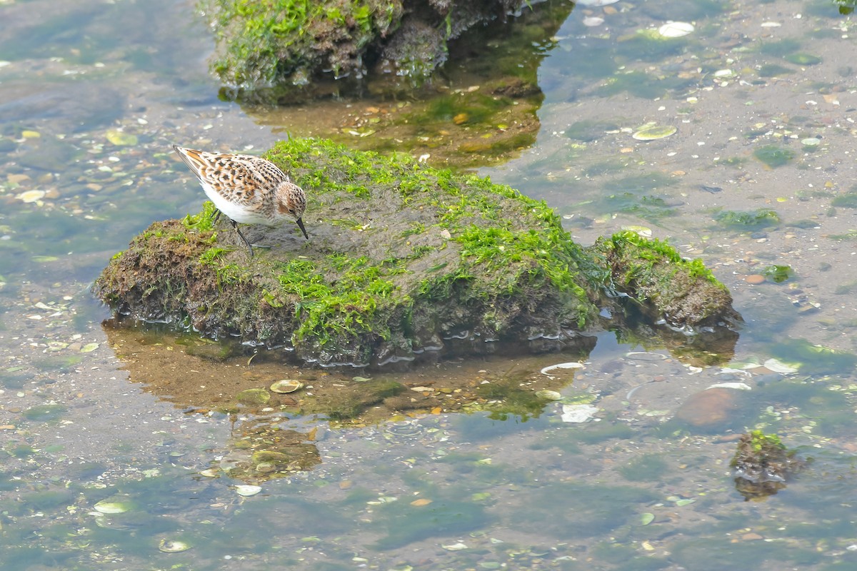 Little Stint - Daniel López-Velasco | Ornis Birding Expeditions