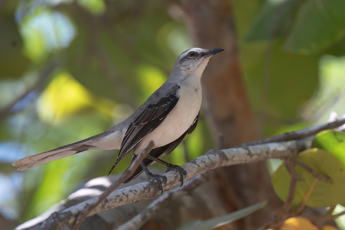 Tropical Mockingbird - Chris Venetz | Ornis Birding Expeditions