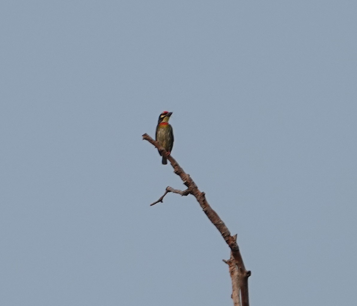 Coppersmith Barbet - ML619355411