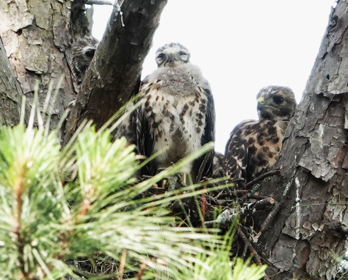 Red-shouldered Hawk - ML619355413