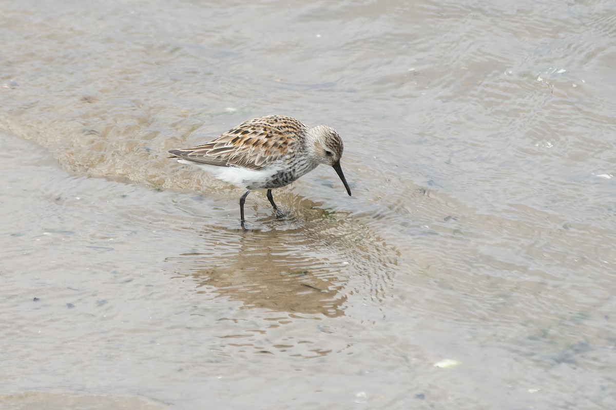 Dunlin - Daniel López-Velasco | Ornis Birding Expeditions