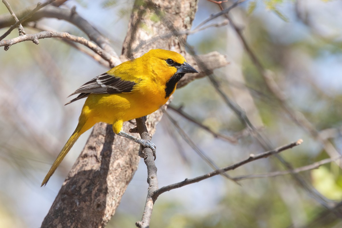 Yellow Oriole - Chris Venetz | Ornis Birding Expeditions