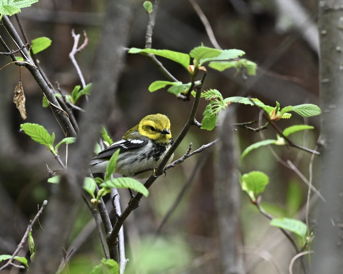 Black-throated Green Warbler - Joe Wujcik