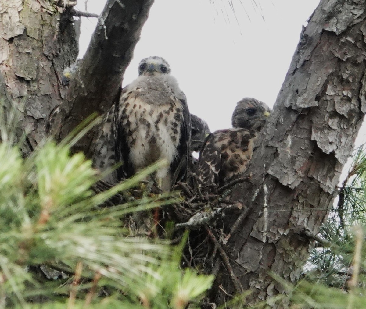 Red-shouldered Hawk - ML619355427