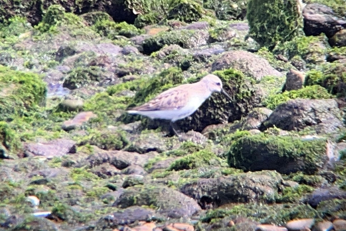 Dunlin - Daniel López-Velasco | Ornis Birding Expeditions