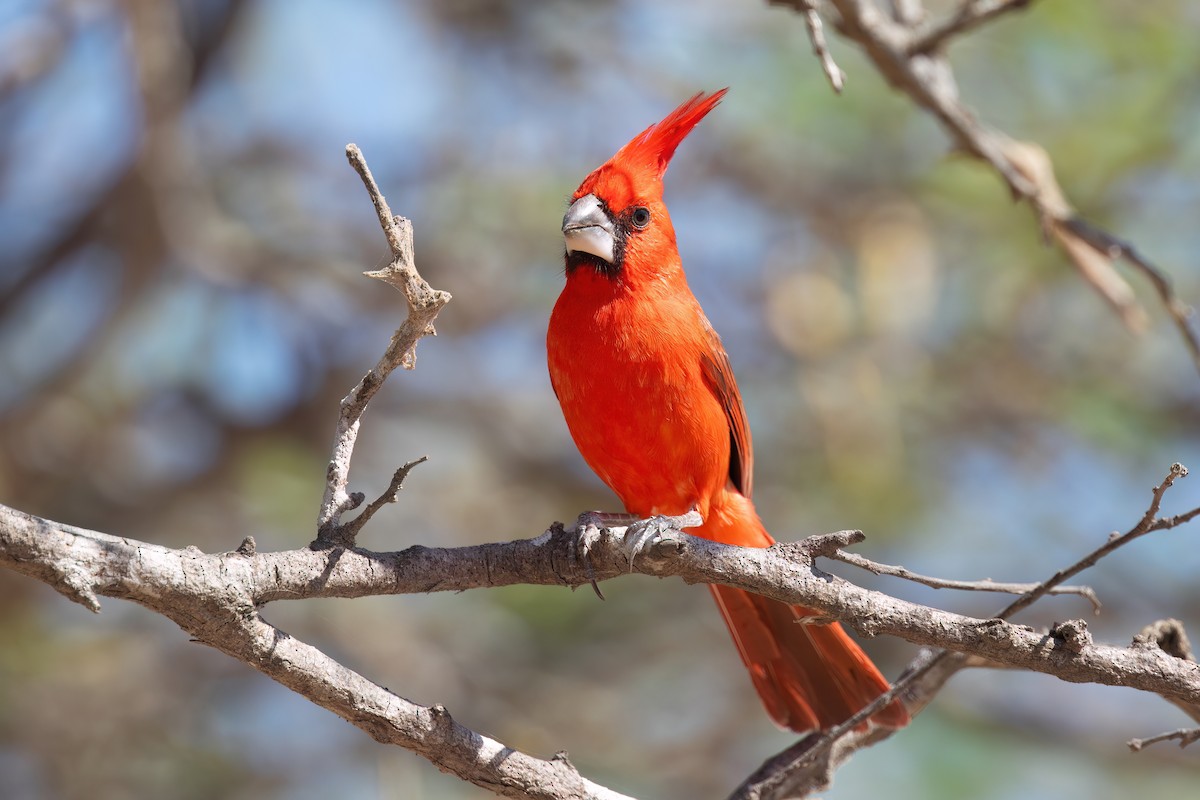 Vermilion Cardinal - Chris Venetz | Ornis Birding Expeditions