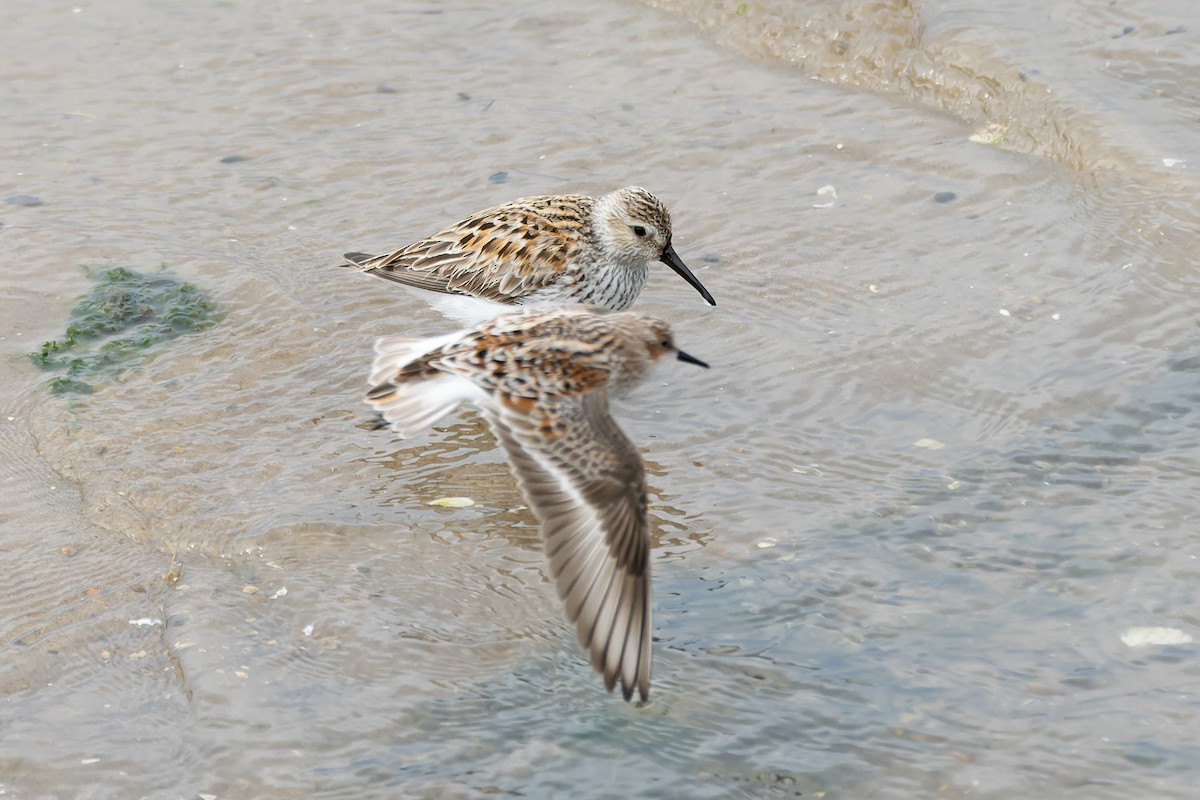 Little Stint - Daniel López-Velasco | Ornis Birding Expeditions