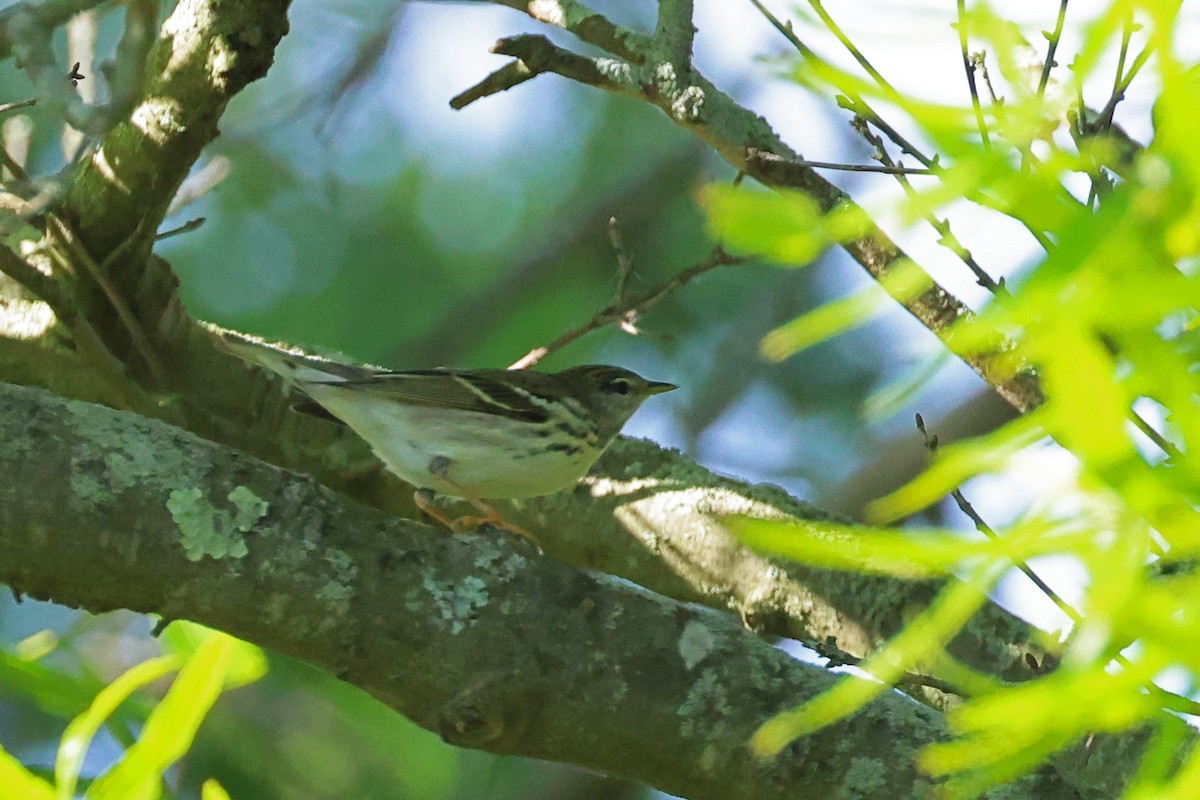 Blackpoll Warbler - ML619355450