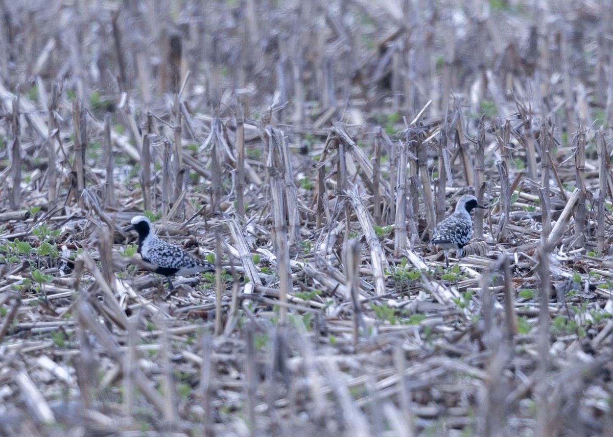 Black-bellied Plover - ML619355451