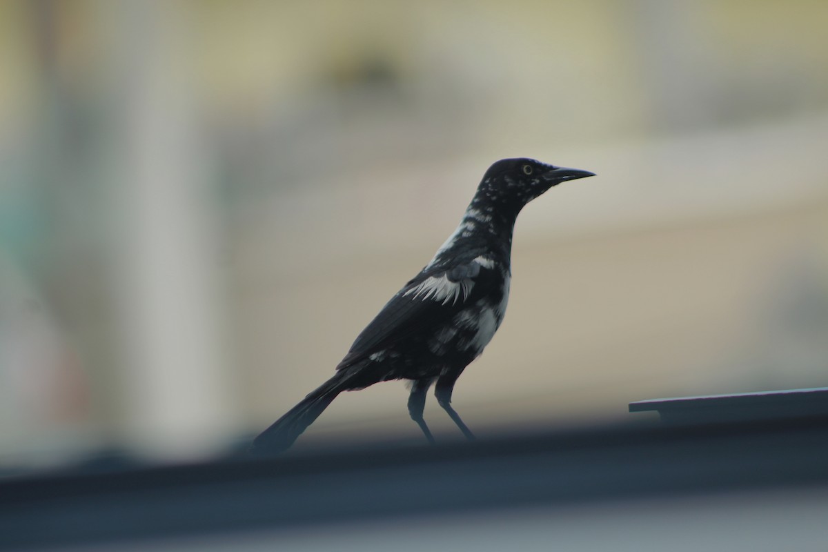 Greater Antillean Grackle - Emmanuel Gabriel Rivera