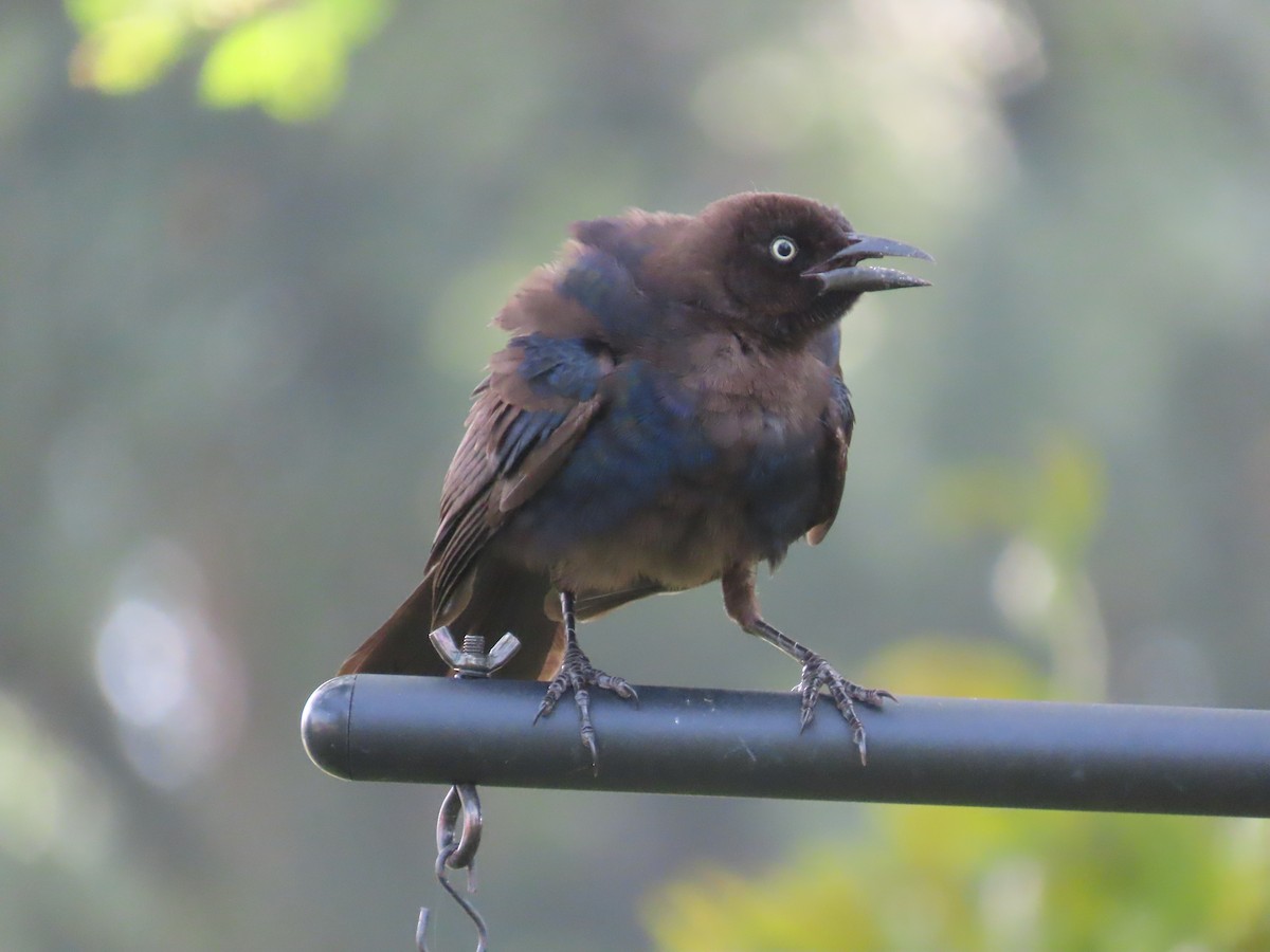 Common Grackle - Tom Obrock