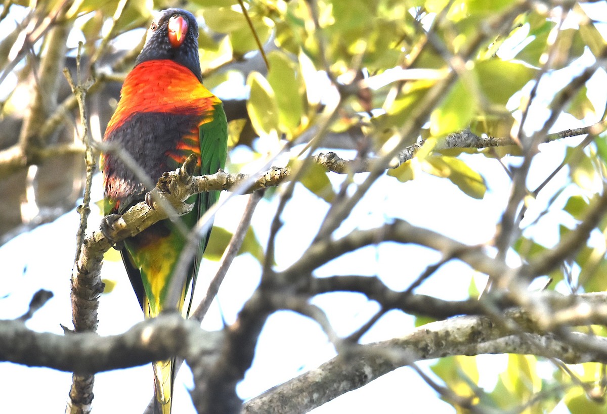 Rainbow Lorikeet - Mark Tarnawski