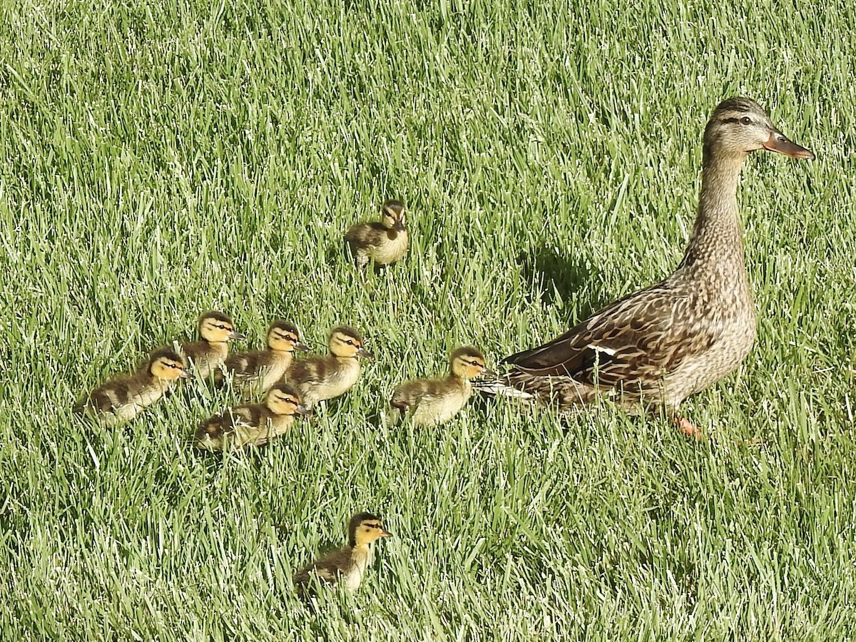 Mallard - Victoria Vosburg