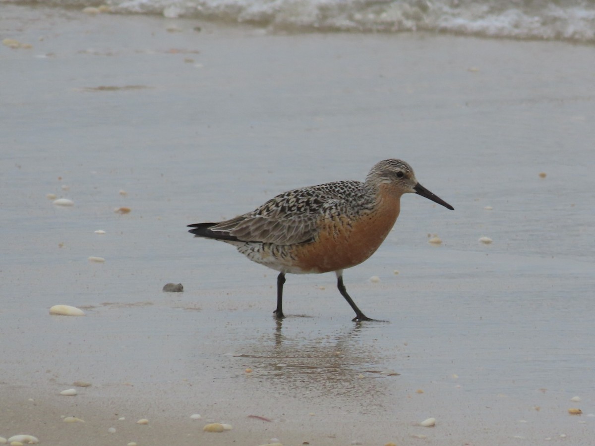 Red Knot - Ruth Bergstrom