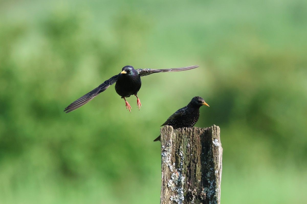 European Starling - ML619355498