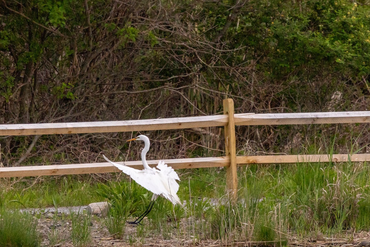 Great Egret - ML619355501