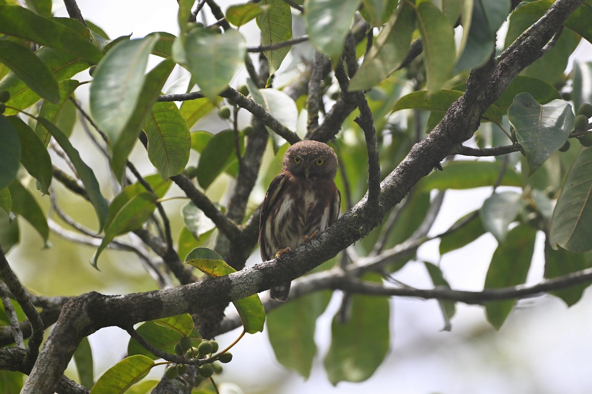 Central American Pygmy-Owl - D T