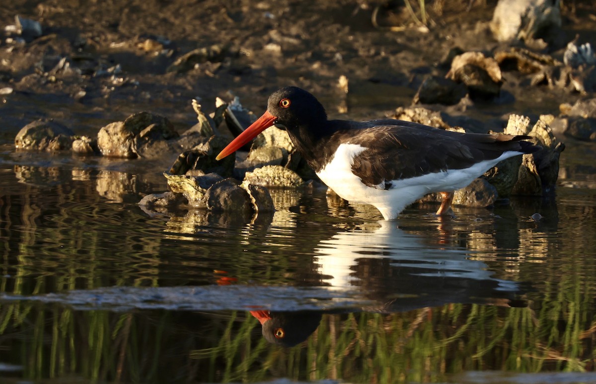 American Oystercatcher - Grace Simms  🐦‍⬛