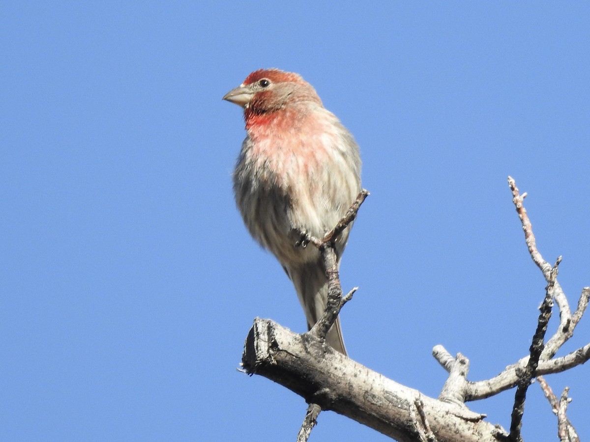 House Finch - Victoria Vosburg