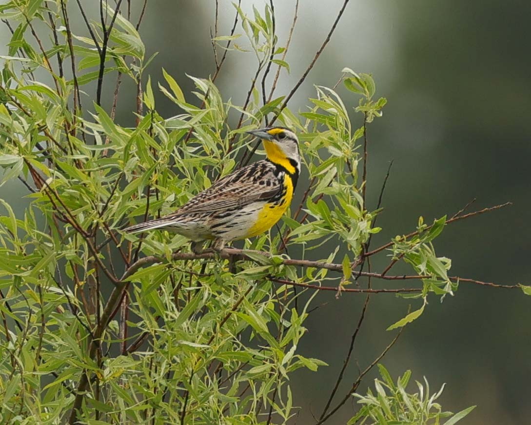 Eastern Meadowlark - Jan Albers