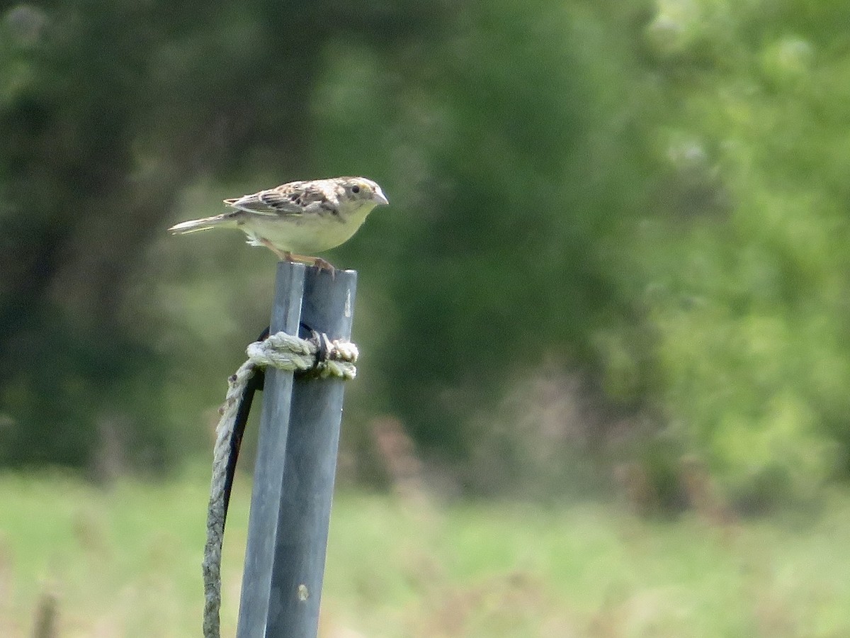 Grasshopper Sparrow - J. Wilby