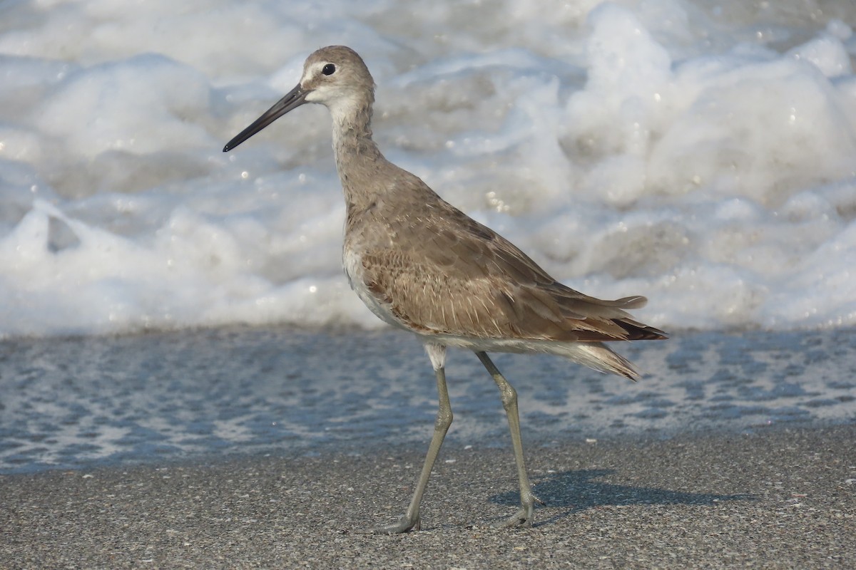 Willet - ML619355521