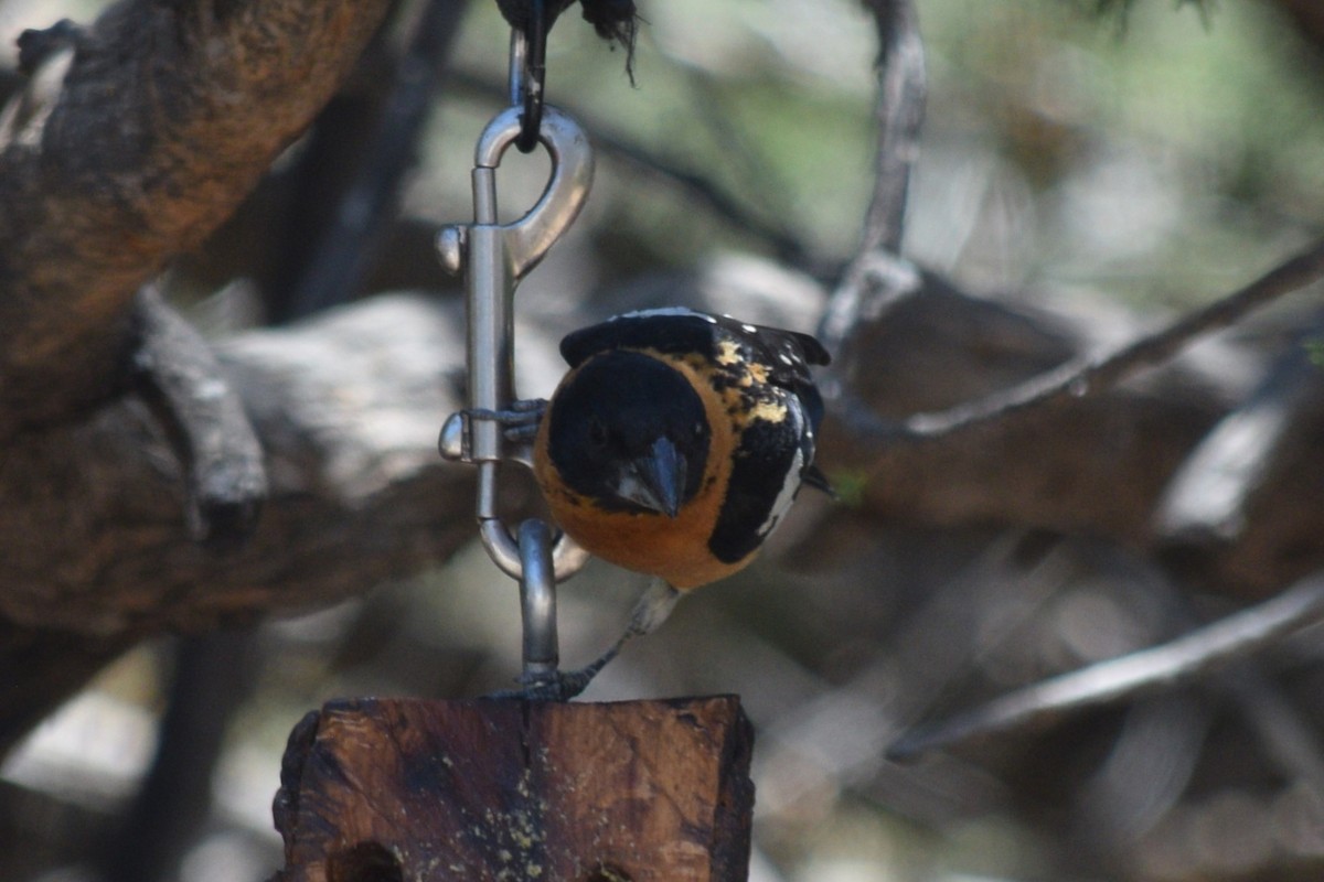 Black-headed Grosbeak - ML619355542