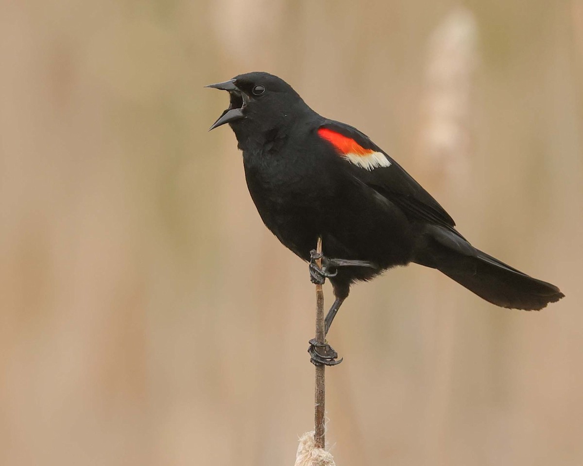 Red-winged Blackbird - Jan Albers