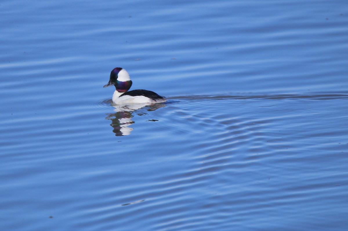 Bufflehead - Alexandra Edwards