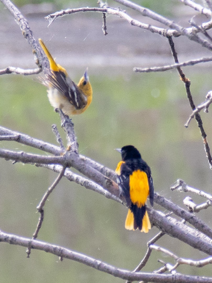 Baltimore Oriole - ML619355553