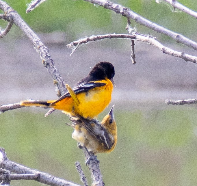 Baltimore Oriole - ML619355556