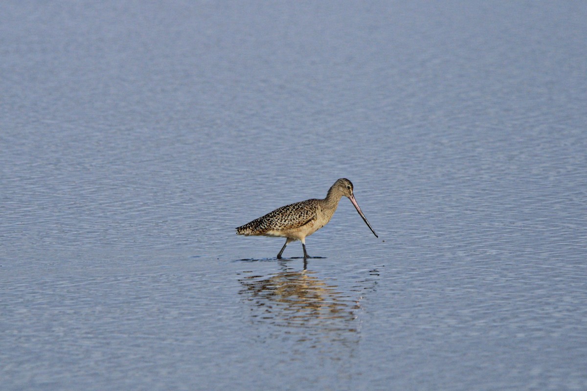 Marbled Godwit - ML619355566