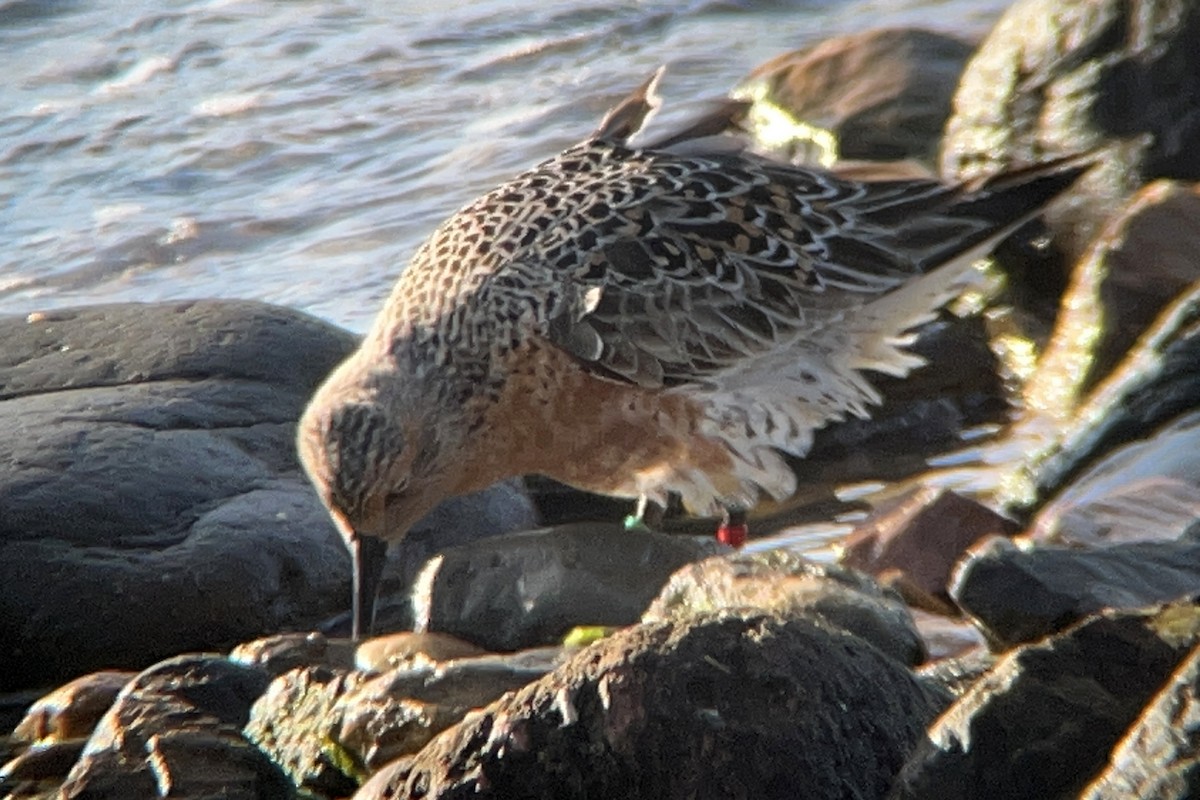 Red Knot - Daniel López-Velasco | Ornis Birding Expeditions