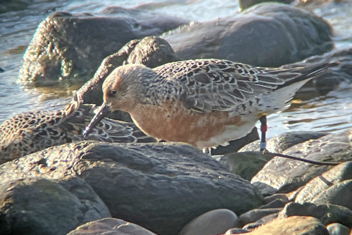 Red Knot - Daniel López-Velasco | Ornis Birding Expeditions