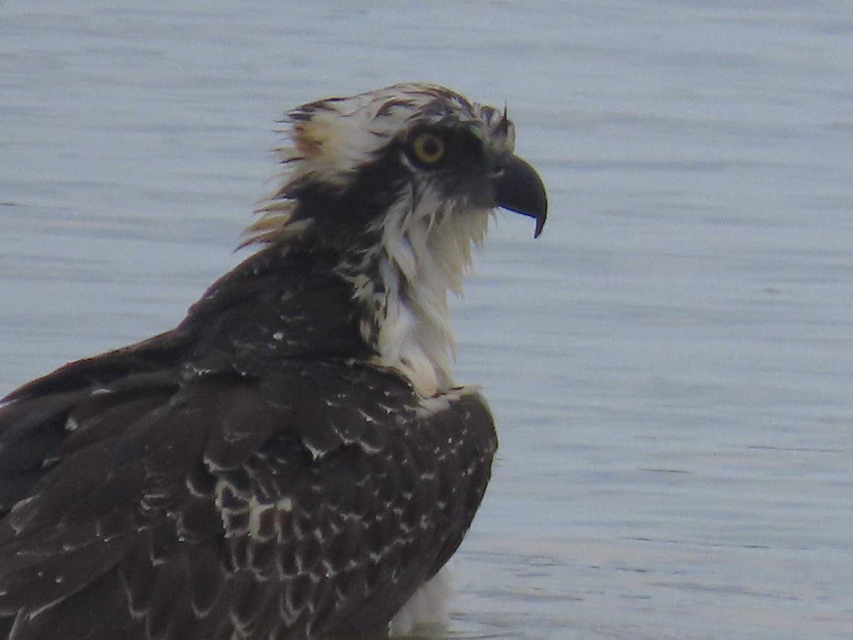 Balbuzard pêcheur - ML619355590